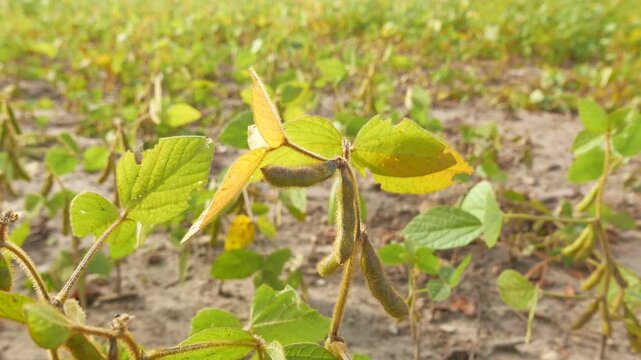 Soybean plant in a field in rural Ontario, Canada. Diverse uses including food (tofu, soy milk, edamame, soy sauce), livestock feed, soybean oil for cooking and as a precursor to biodiesel fuel.