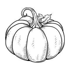 line art hand drawn illustration of a pumpkin
