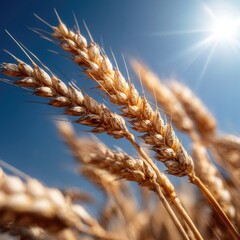 Close-up of golden wheat heads against a vibrant blue sky, sunlit