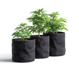 Three cannabis seedlings in dark-gray fabric pots