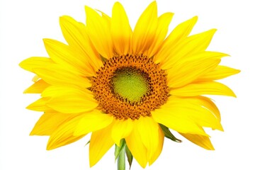 Fototapeta premium Vibrant yellow sunflower with green center isolated on white background