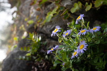 Korean Aster Wildflowers Blooming on Coastal Rocks