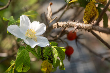 White Rugosa Rose Blossom with Fruit in Korea