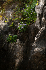 Korean Aster Flowers Growing on Coastal Rocks