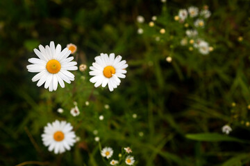 White Daisy Flowers Blooming in Summer Field