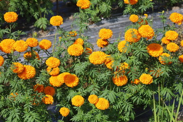 field of yellow tulips orange flowers
