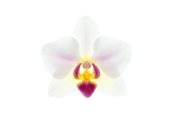 A white flower with a pink center