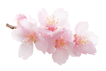 Fototapeta premium A pink flower with a stem