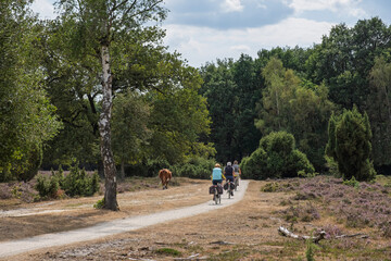 Fahrradfahrer im Naturschutzgebiet Buurserzand