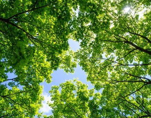 Lush green canopy view from below