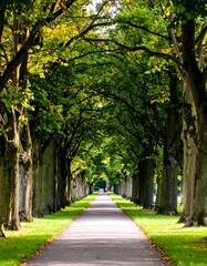 Obraz premium Tree-lined pathway in park