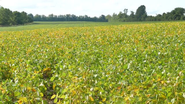 A soybean field in rural Ontario, Canada. Diverse uses including food (tofu, soy milk, edamame, soy sauce), livestock feed, soybean oil for cooking and as a precursor to biodiesel fuel.