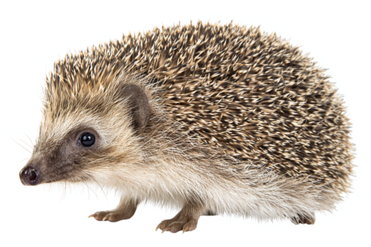 Cute young hedgehog isolated on white transparent background