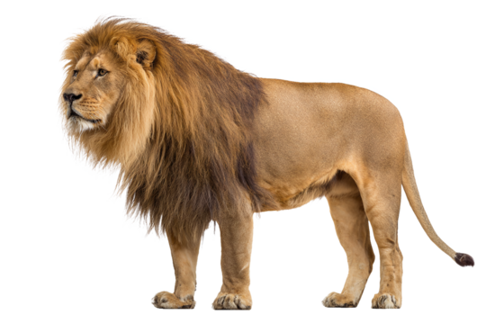 Majestic male lion standing in profile with full mane, isolated on white transparent background - Powered by Adobe