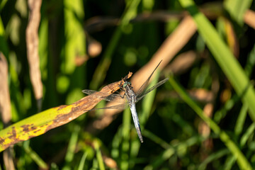 A blue dragonfly rests delicately on a sunlit green and brown leaf. Surrounded by lush grass, the dragonfly’s intricate wings glisten in the light, showcasing the elegance of nature in macro detail.