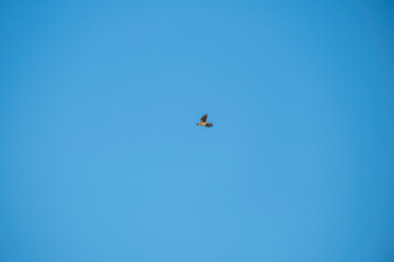 A solitary bird glides gracefully through a vibrant blue sky. Captured mid-flight, the bird’s wings are spread wide, creating a striking contrast against the clear and expansive background.
