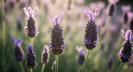 Obraz premium lavender field in provence