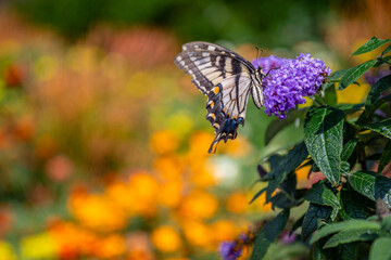 butterfly in the garden