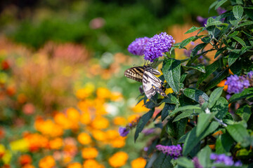 butterfly in the garden