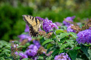 butterfly in the garden