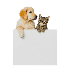 a yellow dog with a gray cat, on top of a blank poster