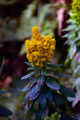 Goldenrod on Trail #4 Kalaloch, WA