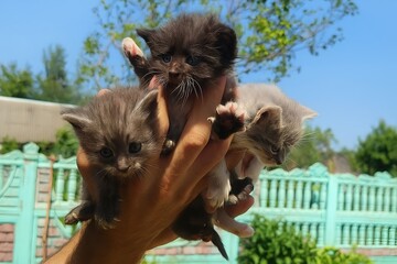 Obraz premium Three adorable kittens being held in a hand outdoors on a sunny day with green foliage in the background