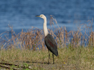 White-necked Heron or Pacific heron (Ardea pacifica) standing in the grass with water in background