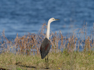 White-necked Heron or Pacific heron (Ardea pacifica) standing in the grass with water in background