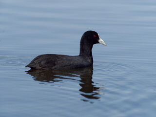 Eurasian Coot or Australian Coot (Fulica atra) swimming alone on a lake