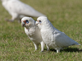 Little x Long-billed Corella hybrid (Cacatua sanguinea x tenuirostris) socialising on the grass.