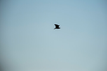 A lone bird soars against a pale blue sky, its silhouette sharply defined as it glides effortlessly. The simplicity of the scene evokes feelings of freedom and peaceful solitude.