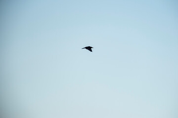 A single bird gracefully flies through a soft, light blue sky. Its wings are slightly curved as it soars freely, capturing a peaceful moment high above the calm, open air.