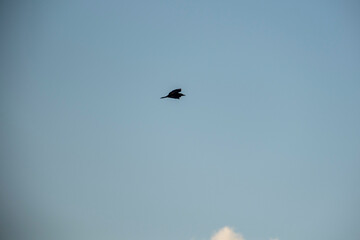 A single bird glides across a pale blue sky with a small white cloud near the bottom right. The bird’s wings are slightly bent, showcasing its graceful flight in a calm and open atmosphere.