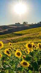 Sunlit sunflower field on rolling hills