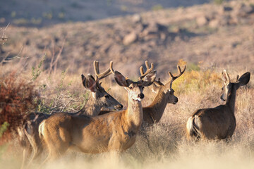 Mule deer bucks stand together in a bachelor herd on a summer morning in the desert