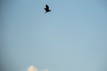 A lone bird soars high in a clear blue sky with a soft white cloud below. The bird’s wings are spread wide, captured in mid-flight, symbolizing freedom and the beauty of nature.