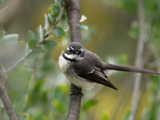 Grey Fantail (Rhipidura albiscapa) perched on a branch with out of focus green leaves in background