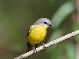Eastern Yellow Robin (Eopsaltria australis) perched on a thin branch with green rainforest bokeh background.