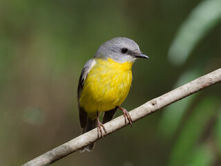 Eastern Yellow Robin (Eopsaltria australis) perched on a thin branch with green rainforest bokeh background.
