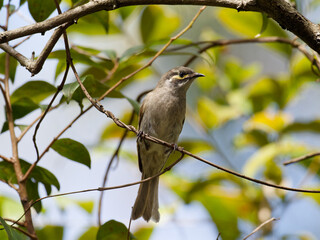 Yellow-faced Honeyeater (Caligavis chrysops) perched on a think branch surrounded by green leaves and backlit background,