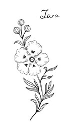 Cistus monspeliensis, rockrose - ink sketch on white background