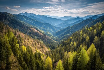 Obraz premium Mountain valley vista. Lush green forests and peaks