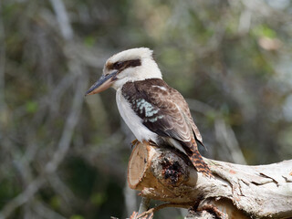 Laughing Kookaburra (Dacelo novaeguineae)perched on a fresh cut log with green bokeh bush background.