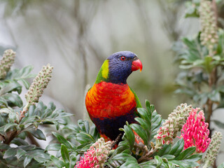 Rainbow Lorikeet (Trichoglossus moluccanus) perched on a green leafed red flowering plant.