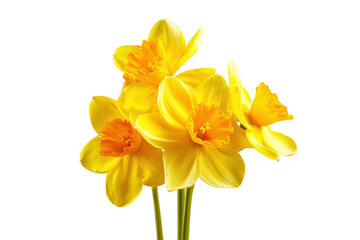 Yellow Daffodils Isolated on White Transparent Background