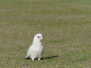 Little Corellas (Cacatua sanguinea) gathered on a grass sports field.