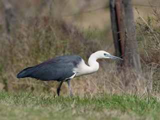 Pacific Heron or White-necked Heron (Ardea pacifica)foraging for food in the grass of a paddock.
