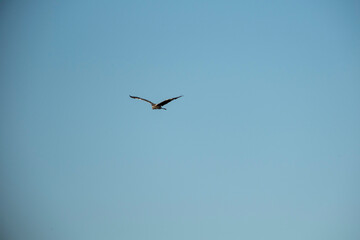 A lone bird gracefully soars in the clear blue sky, wings spread wide in freedom. The minimal scene highlights open space, flight, and the beauty of nature’s simplicity in peaceful harmony.