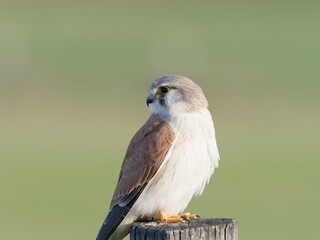 Nankeen Kestrel (Falco cenchroides) perched on a timber fence post with bokeh background at Maitland New South Wales Australia